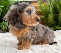 Rowdy boy, a male Dachshund for sale in Springfield, MO – Photo 7 of 10