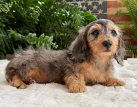 Rowdy boy, a male Dachshund for sale in Springfield, MO – Photo 5 of 10