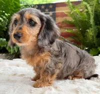 Rowdy boy, a male Dachshund for sale in Springfield, MO – Photo 10 of 10