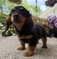 Dexter Boy , a male Miniature Dachshund for sale in Joplin, MO – 6 of 10