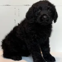 Hank , a male Rottweiler and Poodle - Standard  for sale in Joplin, MO – Photo 4 of 9