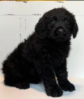 Hank , a female Rottweiler and Poodle - Standard  for sale in Springfield, MO – Photo 4 of 9