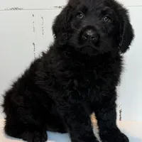 Hank , a male Rottweiler and Poodle - Standard  for sale in Joplin, MO – Photo 8 of 9