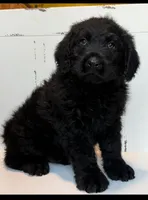 Hank , a female Rottweiler and Poodle - Standard  for sale in Springfield, MO – Photo 8 of 9