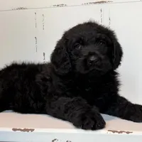 Hank , a male Rottweiler and Poodle - Standard  for sale in Joplin, MO – Photo 2 of 9
