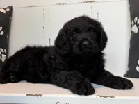 Hank , a female Rottweiler and Poodle - Standard  for sale in Springfield, MO – Photo 2 of 9