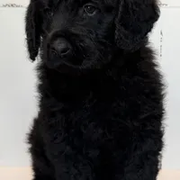 Hank , a male Rottweiler and Poodle - Standard  for sale in Joplin, MO – Photo 9 of 9