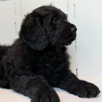 Hank , a male Rottweiler and Poodle - Standard  for sale in Joplin, MO – Photo 6 of 9