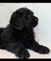 Hank , a female Rottweiler and Poodle - Standard  for sale in Springfield, MO – Photo 6 of 9