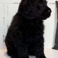 Hank , a male Rottweiler and Poodle - Standard  for sale in Joplin, MO – Photo 5 of 9