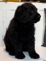 Hank , a female Rottweiler and Poodle - Standard  for sale in Springfield, MO – Photo 5 of 9