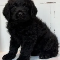 Hank , a male Rottweiler and Poodle - Standard  for sale in Joplin, MO – Photo 7 of 9