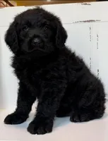 Hank , a female Rottweiler and Poodle - Standard  for sale in Springfield, MO – Photo 7 of 9