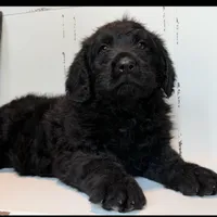 Hank , a male Rottweiler and Poodle - Standard  for sale in Joplin, MO – Photo 1 of 9