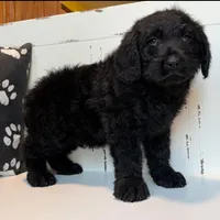 Hank , a female Rottweiler and Poodle - Standard  for sale in Springfield, MO – Photo 3 of 9