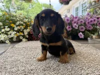 Lilly girl , a female Miniature Dachshund for sale in Joplin, MO – 10 of 10