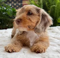 Harry, a male Dachshund for sale in Springfield, MO – Photo 4 of 10