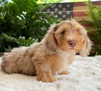 Harry, a male Dachshund for sale in Springfield, MO – Photo 3 of 10