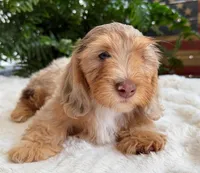 Harry, a male Dachshund for sale in Springfield, MO – Photo 7 of 10