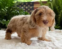 Harry, a male Dachshund for sale in Springfield, MO – Photo 8 of 10