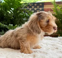 Harry, a male Dachshund for sale in Springfield, MO – Photo 9 of 10