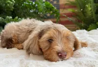 Harry, a male Dachshund for sale in Springfield, MO – Photo 6 of 10