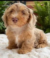 Harry, a male Dachshund for sale in Springfield, MO – Photo 5 of 10