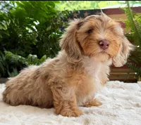 Harry, a male Dachshund for sale in Springfield, MO – Photo 1 of 10