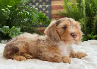 Harry, a male Dachshund for sale in Springfield, MO – Photo 2 of 10