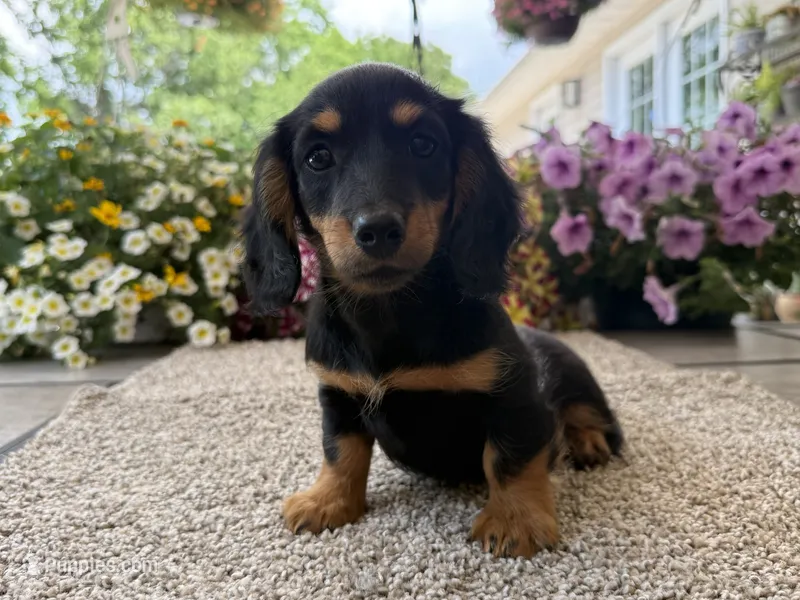 Lilly girl  – Miniature Dachshund puppy for sale in Joplin, MO