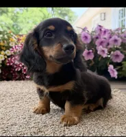 Dash , a male Miniature Dachshund for sale in Joplin, MO – 6 of 8