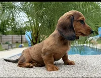 Darla , a female Miniature Dachshund for sale in Joplin, MO – Photo 6 of 10
