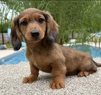 Darla , a female Miniature Dachshund for sale in Joplin, MO – Photo 5 of 10