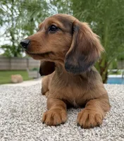 Darla , a female Miniature Dachshund for sale in Joplin, MO – Photo 8 of 10