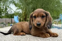 Darla , a female Miniature Dachshund for sale in Joplin, MO – Photo 1 of 10
