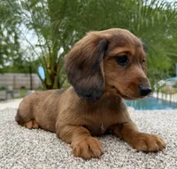 Darla , a female Miniature Dachshund for sale in Joplin, MO – Photo 7 of 10
