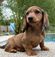 Darla , a female Miniature Dachshund for sale in Joplin, MO – Photo 4 of 10