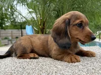 Darla , a female Miniature Dachshund for sale in Joplin, MO – Photo 10 of 10