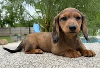 Darla , a female Miniature Dachshund for sale in Joplin, MO – Photo 9 of 10