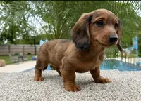 Darla , a female Miniature Dachshund for sale in Joplin, MO – Photo 3 of 10