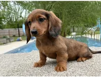 Darla , a female Miniature Dachshund for sale in Joplin, MO – Photo 2 of 10