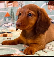 Sadie girl, a female Dachshund for sale in Springfield, MO – Photo 2 of 10
