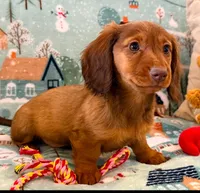 Sadie girl, a female Dachshund for sale in Springfield, MO – Photo 5 of 10