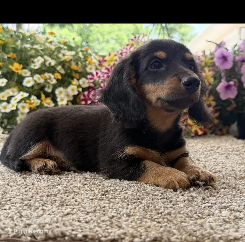 Dash  – Miniature Dachshund puppy for sale in Joplin, MO