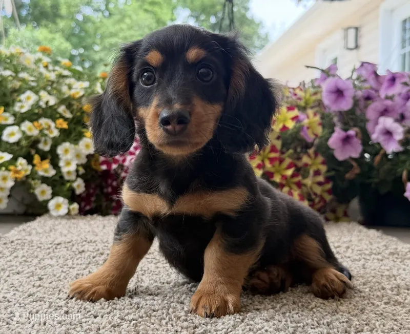 Dexter Boy  – Miniature Dachshund puppy for sale in Joplin, MO