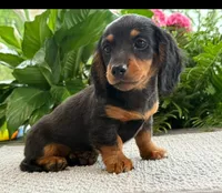 Lilly, a female Miniature Dachshund for sale in Springfield, MO – Photo 1 of 7