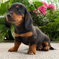 Lilly, a female Miniature Dachshund for sale in Springfield, MO – Photo 4 of 7