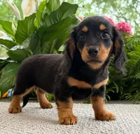 Lilly, a female Miniature Dachshund for sale in Springfield, MO – Photo 3 of 7