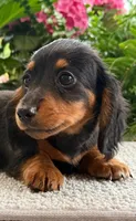 Lilly, a female Miniature Dachshund for sale in Springfield, MO – Photo 7 of 7