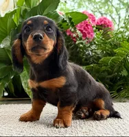 Lilly, a female Miniature Dachshund for sale in Springfield, MO – Photo 5 of 7